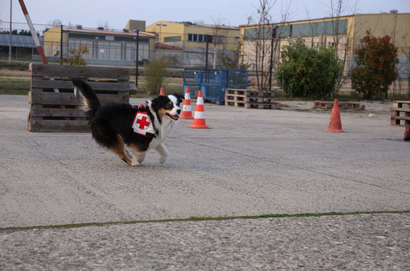 Rettungshund_beim_Training