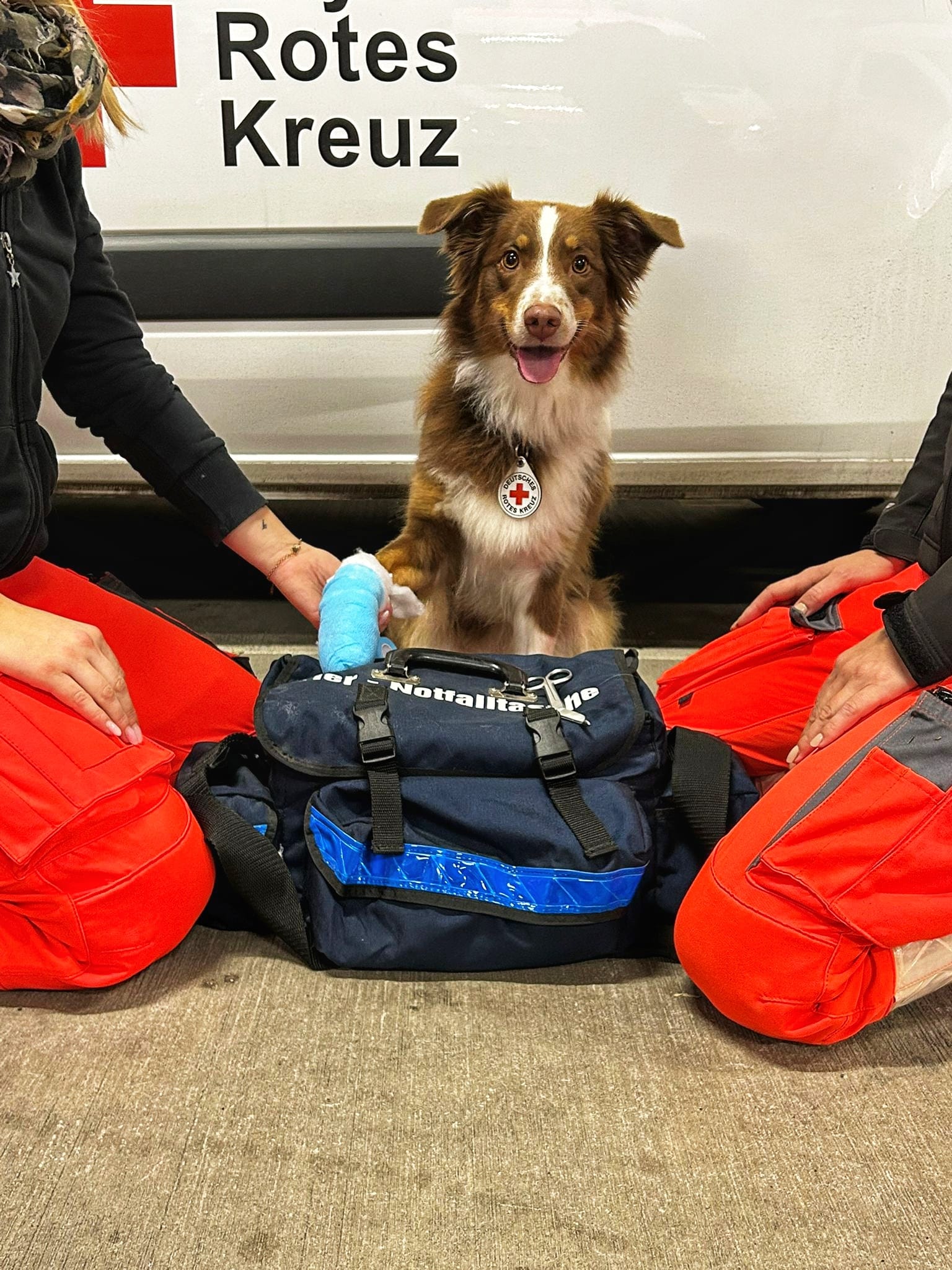 erste_hilfe_am_hund_brk_fuerth