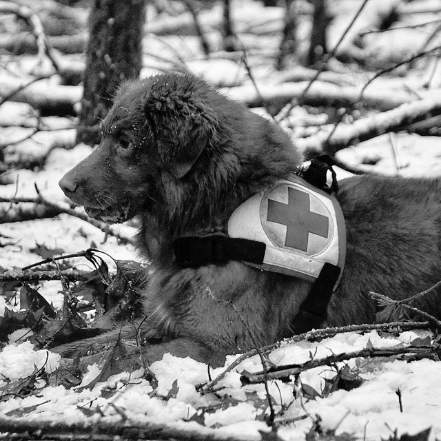 Mittel (579539963_1258931406278016_176297460155844057_n)